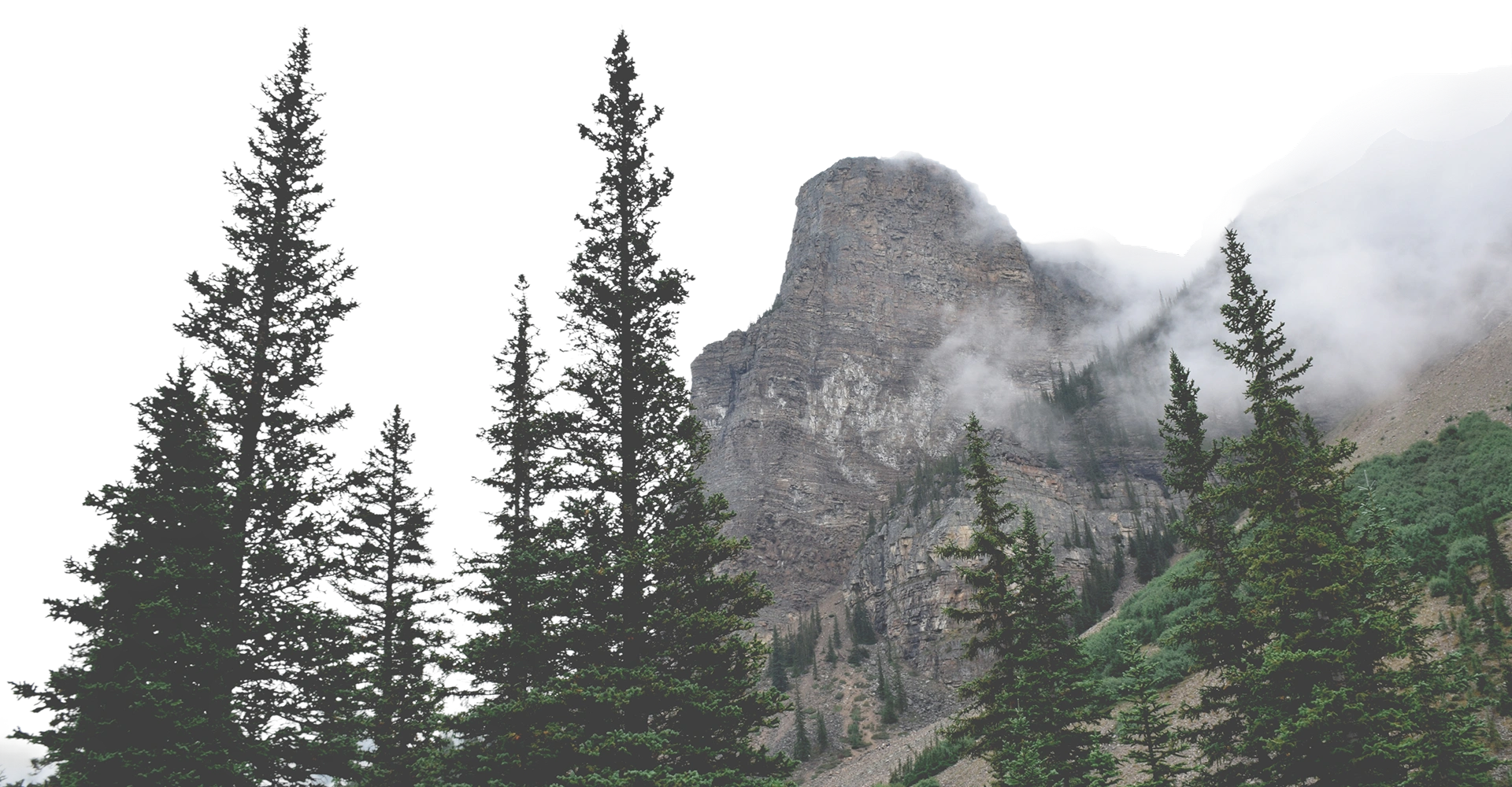 Tall Pine Trees With Mountains and Fog Image